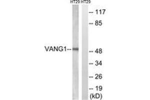 Western blot analysis of extracts from HT-29 cells, using VANGL1 Antibody. (Vangl1 anticorps  (AA 301-350))