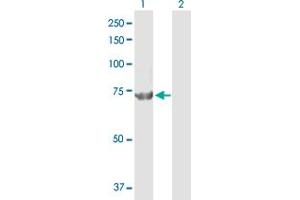 Western Blot analysis of CPSF3 expression in transfected 293T cell line by CPSF3 MaxPab polyclonal antibody.