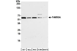 anti-Family with Sequence Similarity 98, Member A (FAM98A) (AA 469-519) antibody