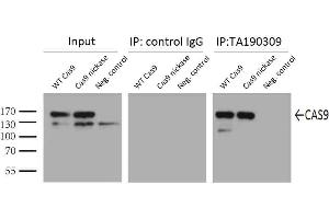 Immunoprecipitation (IP) image for anti-CRISPR-Cas9 (AA 1150-1200) antibody (ABIN2670026) (CRISPR-Cas9 (AA 1150-1200) anticorps)