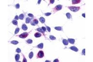 Anti-GPR137B / TM7SF1 antibody immunocytochemistry (ICC) staining of HEK293 human embryonic kidney cells transfected with GPR137B / TM7SF1. (GPR137B anticorps  (Cytoplasmic Domain))