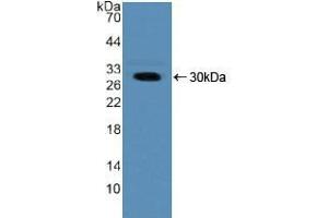 Western blot analysis of recombinant Human NUP50. (NUP50 anticorps  (AA 37-269))