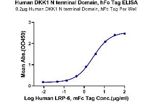 Immobilized Human DKK1 N terminal Domain, hFc Tag at 2 μg/mL (100 μL/Well) on the plate.
