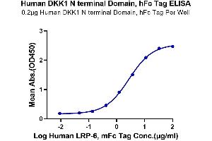 Immobilized Human DKK1 N terminal Domain, hFc Tag at 2 μg/mL (100 μL/Well) on the plate. (DKK1 Protein (AA 32-142) (Fc-Avi Tag))
