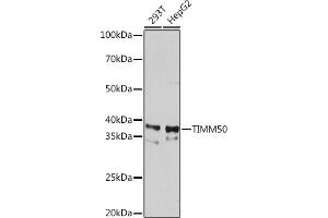 TIMM50 anticorps