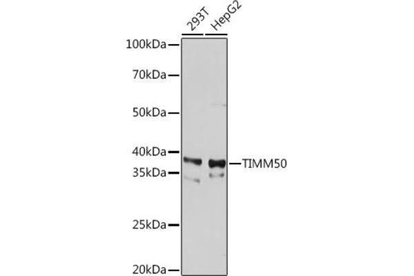 TIMM50 anticorps