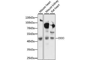 Western blot analysis of extracts of various cell lines, using DDO antibody (ABIN7266670) at 1:1000 dilution.