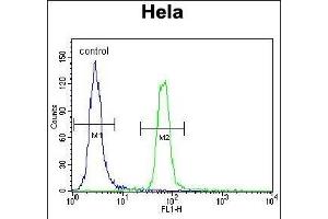 anti-Small Ubiquitin Related Modifier Protein 1 (SUMO1) (AA 55-86), (C-Term) antibody