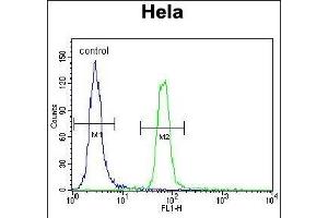 SUMO1 Antibody (C-term) (ABIN388027 and ABIN2845493) flow cytometric analysis of Hela cells (right histogram) compared to a negative control cell (left histogram).
