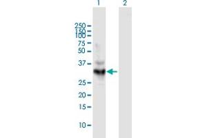 Western Blot analysis of LDHA expression in transfected 293T cell line by LDHA MaxPab polyclonal antibody. (Lactate Dehydrogenase A anticorps  (AA 1-332))