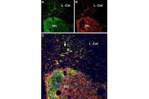 Multiplex staining of VGLUT2 and P2X7 Receptor in rat spinal cord - Immunohistochemical staining of perfusion-fixed frozen rat spinal cord sections using Anti-VGLUT2 Antibody (ABIN7043681, ABIN7044370 and ABIN7044371), (1:600) and Anti-P2X7 Receptor-ATTO Fluor-550 Antibody (ABIN7043577), (1:100).