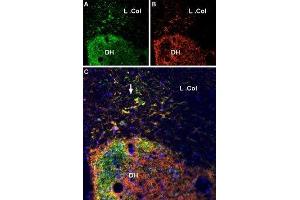 Multiplex staining of VGLUT2 and P2X7 Receptor in rat spinal cord - Immunohistochemical staining of perfusion-fixed frozen rat spinal cord sections using Anti-VGLUT2 Antibody (ABIN7043681, ABIN7044370 and ABIN7044371), (1:600) and Anti-P2X7 Receptor-ATTO Fluor-550 Antibody (ABIN7043577), (1:100). (Solute Carrier Family 17 (Vesicular Glutamate Transporter), Member 6 (SLC17A6) (AA 45-56), (Cytosolic), (N-Term) anticorps)