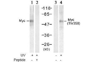 Image no. 2 for anti-Myc Proto-Oncogene protein (MYC) (Thr358) antibody (ABIN197156) (c-MYC anticorps  (Thr358))