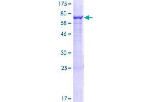 MINA Protein (AA 1-465) (GST tag)
