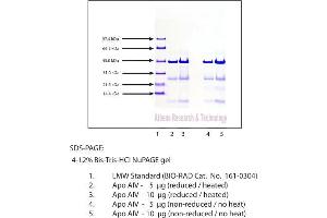 Gel Scan of Apolipoprotein AIV, Human Plasma  This information is representative of the product ART prepares, but is not lot specific. (APOA4 Protéine)