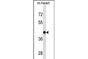 DRD4 Antibody (Center) (ABIN1882235 and ABIN2843892) western blot analysis in mouse heart tissue lysates (35 μg/lane). (DRD4 anticorps  (AA 365-391))