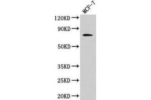 Western Blot Positive WB detected in: MCF-7 whole cell lysate All lanes: RAF1 antibody at 4 μg/mL Secondary Goat polyclonal to rabbit IgG at 1/50000 dilution Predicted band size: 74, 76 kDa Observed band size: 74 kDa (RAF1 anticorps  (AA 1-648))