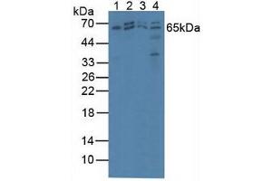 Figure. (AMP Activated Protein Kinase Alpha2 (AA 252-493) anticorps)