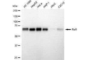Western blotting analysis using Raf1 antibody (ABIN7800801).