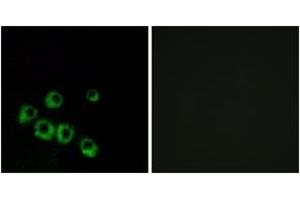 Immunofluorescence (IF) image for anti-Vasoactive Intestinal Peptide Receptor 1 (VIPR1) (AA 332-381) antibody (ABIN2891102) (VIPR1 anticorps  (AA 332-381))