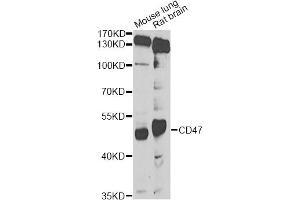 Western blot analysis of extracts of various cell lines, using CD47 Antibody (ABIN5974380) at 1/1000 dilution. (CD47 anticorps)