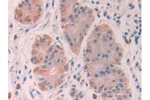 Detection of STC1 in Human Stomach Tissue using Polyclonal Antibody to Stanniocalcin 1 (STC1)
