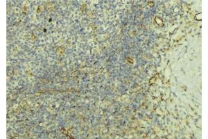 ABIN6277380 at 1/100 staining Human lymph tissue by IHC-P. (KISS1R anticorps  (C-Term))