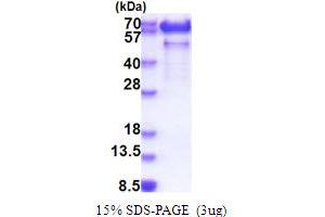 SDS-PAGE (SDS) image for Paralemmin (PALM) (AA 1-387) protein (His tag) (ABIN5853822)