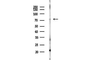 anti-Synapse Defective 1, rho GTPase, Homolog 1 (SYDE1) antibody