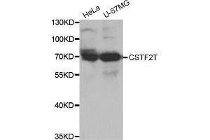 Western Blotting (WB) image for anti-Cleavage Stimulation Factor, 3' Pre-RNA, Subunit 2, 64kDa, tau Variant (CSTF2T) antibody (ABIN1875955)