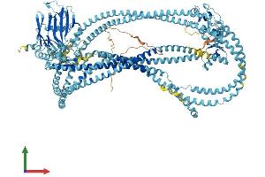 AlphaFold protein structure predicition of Human Recombinant SMC4 Protein, UniprotID Q9NTJ3