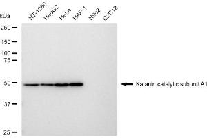 Western blotting analysis using Katanin catalytic subunit A1 antibody (ABIN7800946). (Recombinant KATNA1 anticorps)