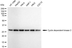 Western blotting analysis using cyclin dependent kinase 2 antibody (ABIN7798212). (Recombinant CDK2 anticorps)