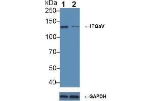 Western blot analysis of (1) Wild-type A549 cell lysate, and (2) ITGaV knockout A549 cell lysate, using Rabbit Anti-Human ITGaV Antibody (4 µg/ml) and HRP-conjugated Goat Anti-Mouse antibody (abx400001, 0. (CD51 anticorps  (AA 560-744))