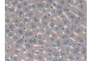 Detection of MAPK7 in Mouse Liver Tissue using Polyclonal Antibody to Mitogen Activated Protein Kinase 7 (MAPK7)