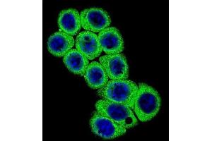 Immunofluorescence (IF) image for anti-delta Like Protein 3 (DLL3) antibody (ABIN2996711) (DLL3 anticorps)
