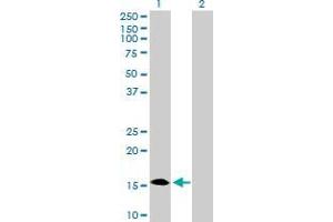 Western Blot analysis of C1orf54 expression in transfected 293T cell line by C1orf54 MaxPab polyclonal antibody. (C1orf54 anticorps  (AA 1-131))