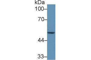 Western Blot; Sample: Human MCF7 cell lysate; Primary Ab: 5µg/ml Rabbit Anti-Mouse IRF6 Antibody Second Ab: 0.
