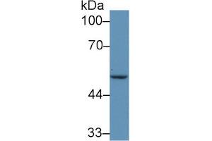 Western Blot; Sample: Human MCF7 cell lysate; Primary Ab: 5µg/ml Rabbit Anti-Mouse IRF6 Antibody Second Ab: 0. (IRF6 anticorps  (AA 150-445))