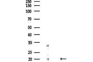 Western blot analysis of lysates from Mouse liver, using CENPM Antibody at 1/1000 dilution.