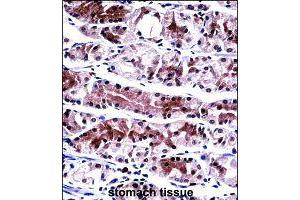 Immunohistochemistry (Formalin/PFA-fixed paraffin-embedded sections) of human stomach tissue with NXF1 polyclonal antibody  followed by peroxidase conjugation of the secondary antibody and DAB staining. (NXF1 anticorps  (AA 1-30))