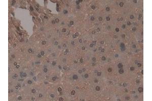 IHC-P analysis of Mouse Liver Tissue, with DAB staining. (TNP1 anticorps  (AA 3-53))