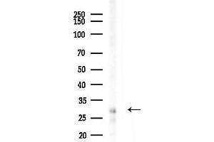 anti-Purine-Rich Element Binding Protein A (PURA) (Internal Region) antibody
