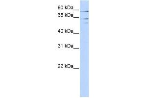 WB Suggested Anti-XPNPEP2 Antibody Titration:  0. (XPNPEP2 anticorps  (Middle Region))