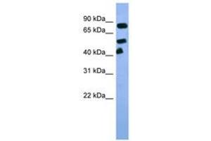 Image no. 1 for anti-Aryl Hydrocarbon Receptor Nuclear Translocator (ARNT) (C-Term) antibody (ABIN6746022) (ARNT anticorps  (C-Term))