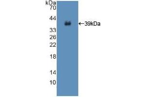 Western blot analysis of recombinant Human ISR. (Insulin Receptor anticorps  (AA 1027-1364))