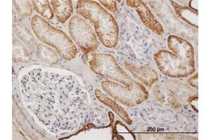 Immunoperoxidase of purified MaxPab antibody to CDH16 on formalin-fixed paraffin-embedded human kidney. (Cadherin-16 anticorps  (AA 1-829))