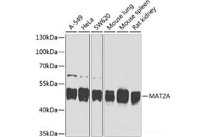 Western blot analysis of extracts of various cell lines using MAT2A Polyclonal Antibody at dilution of 1:1000. (MAT2A anticorps)