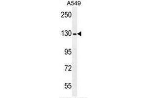 RPGR Antibody (C-term) western blot analysis in A549 cell line lysates (35µg/lane).