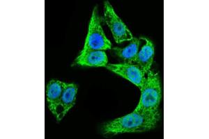 Immunofluorescence analysis of HepG2 cells using DCX antibody (green). (Doublecortin anticorps  (AA 362-411))